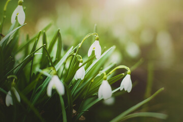 Beautiful delicate white flowers of snowdrops with green leaves grow on a sunny spring day. Nature in March.