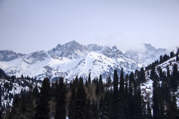 Snow-covered rocky mountains with rocky peaks in a high mountain gorge, low cloud, forest in the foreground, winter, cloudy