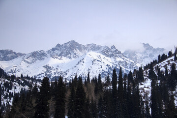 Fototapeta premium Snow-covered rocky mountains with rocky peaks in a high mountain gorge, low cloud, forest in the foreground, winter, cloudy