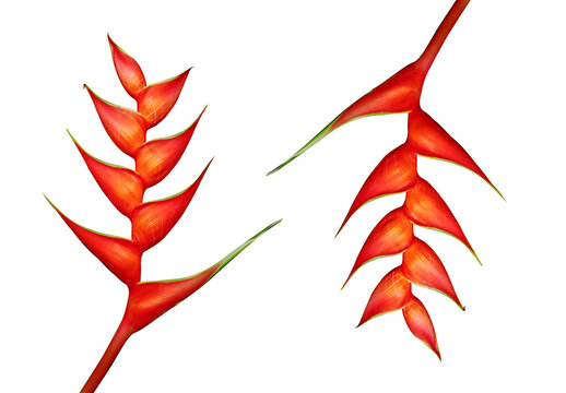 Heliconia flower on white background