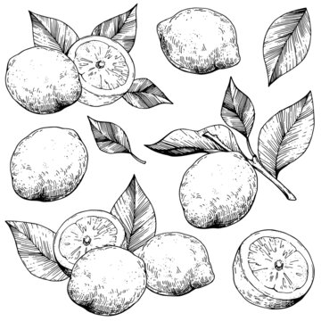 Vector collection of lemons. Hand-drawn sketches. Vintage style engraving