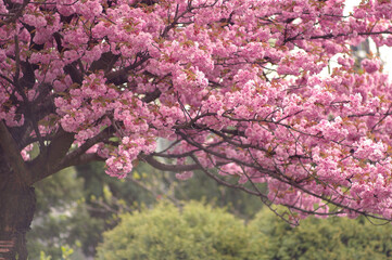 Kwiaty wiśni Prunus serrulata - obrazy, fototapety, plakaty