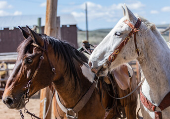 Western ranch horses waiting to go to work in Colorado