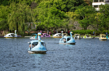 Fototapeta na wymiar 東京、上野恩賜公園の不忍池とスワンボートが浮かぶ風景