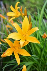 Fototapeta premium ヒメカンゾウ （姫萱草） Hemerocallis dumortierii