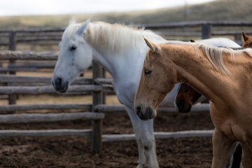 Western ranch horses waiting to go to work in Colorado