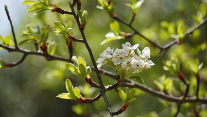 Flowering pear tree Pyrus syriaca This family of ornamental trees produces white spring blossom. White flowers of Pyrus syriaca tree