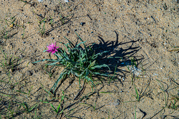 Растения и цветы в Актау. 