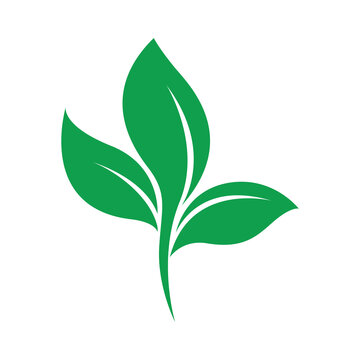 Tea leaves icon vector, tea leaf logo design, tea leaf symbol