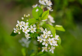 Die weißen Blüten eines Obstbaumes im Frühling.
