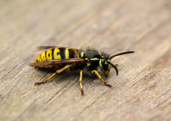Eine Nahaufnahme einer Wespe auf einem Stück Holzbrett.