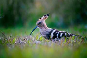 Common hoopoe or African hoopoe, Eurasian hoopoe, Madagascar, Saint Helena hoopoe finding his food in a grass field  © Partha