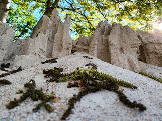 tree on the rocks