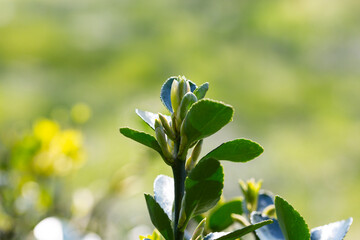 Young sprout in springtime,Closeup. spring green leaves on a bush. A shrub branch on a blurry green background, selective focus. The concept of a new life.