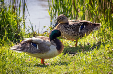 ducks on the grass