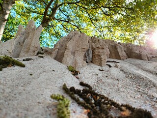 tree on the rocks
