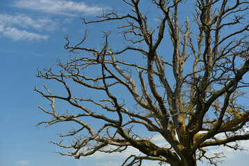 branchage