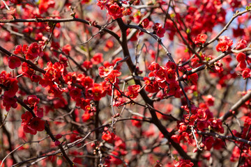 Flowering guince or chaenomeles japonica bush at the spring. Natural impressionism. red flowers on a branch on a blurry background, spring and summer background