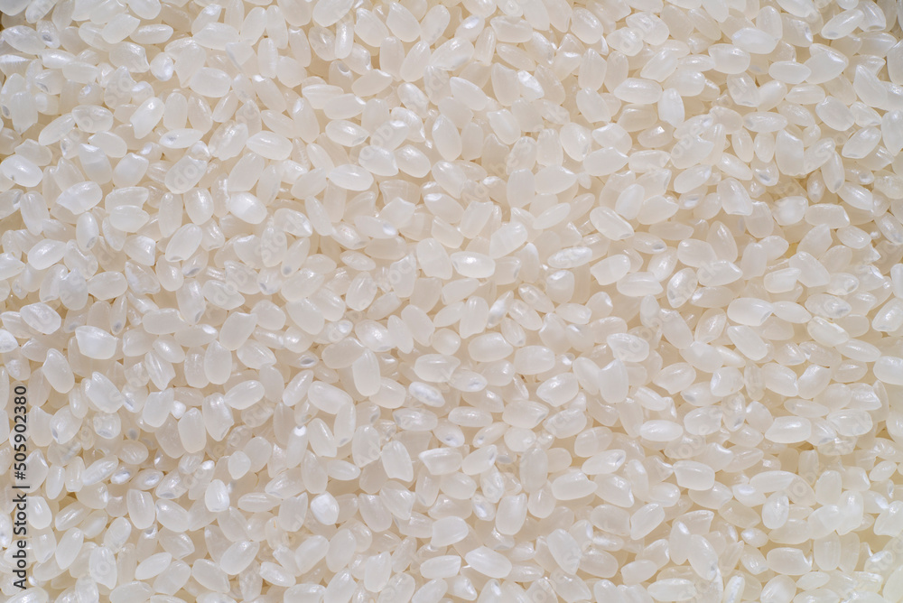 Wall mural close up of japanese rice. japonica rice grains. sometimes called sinica rice, is one of the two maj