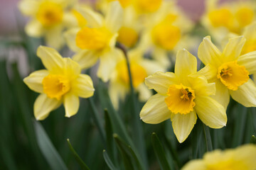 Fototapeta premium Spring flower yellow Narcissus in the garden, selective focus, close-up