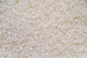 Close up of japanese rice. Japonica rice grains. sometimes called sinica rice, is one of the two...