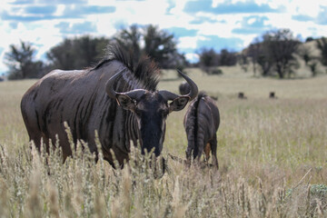 Blue Wildebeest or Brindled Gnu in the Kgalagadi, South Africa