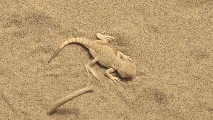 Close-up of toad-headed agama living in Sarykum dune area in Dagestan