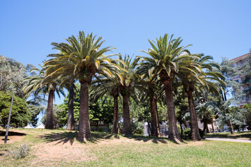 Palms in summer in the garden