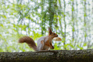 A squirrel on a tree eats bread. High-quality photography, selectively focused