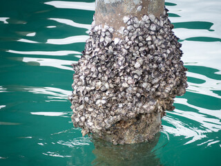  Molluscan borers or shellfish can seen on the stumps of bridge piers. - 505903942