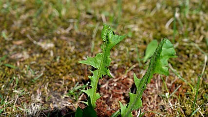 flower, kwiat, Sommer, lato , colori, macro, natura, łąka © Romek