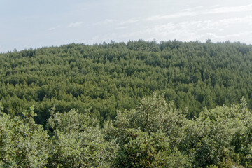 Obraz na płótnie Canvas Massif boisé occitan dans le Gard - France 