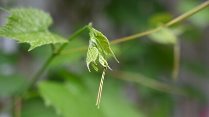 FLOWER,TREE,PLANTS,ANIMALS, LANDSCAPE