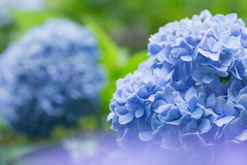 雨の日のアジサイ