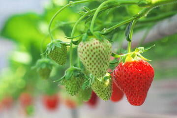 ハウス栽培のいちご