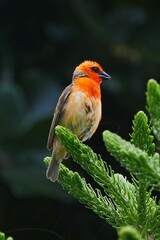 Red Orange fody bird - Foudia Madagascariensis perching on sapling tree in Mauritius