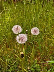 3 dandelions in a grass, close up photography.
