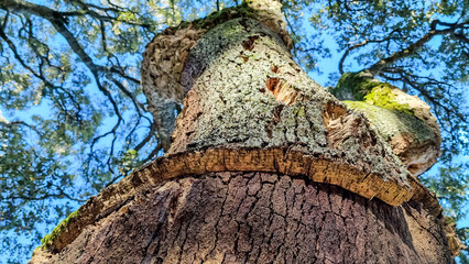 A close up of a trunk of a cork tree, bark cut off,  in Portugal.