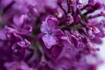 The dark lilac