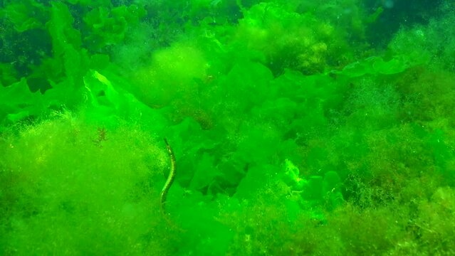 Black-striped pipefish (Syngnathus abaster) hides in thickets of green algae Cladophora and Ulva, Black Sea
