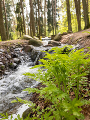 stream in the forest