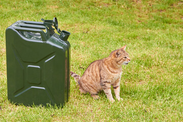 empty Jerrycan,the cat asks to fill the canister with fuel, shortage of gasoline and diesel