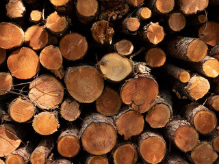 wooden logs in a pile timber 