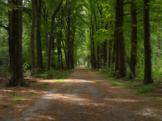 Forest avenue at Velhorst estate in Achterhoek, Gelderland, The Netherlands
