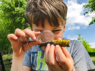 Boy with magnifying glass looking at a small green bug outdoors in a park. A little boy studying an...
