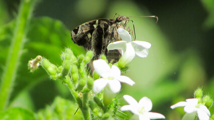 beautiful capitae long-tailed butterfly, we see a beautiful specimen on the white flowers