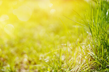 green grass and sun. green grass background.