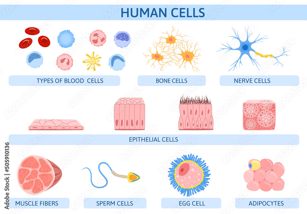 Sticker Human Cells Flat Infographics