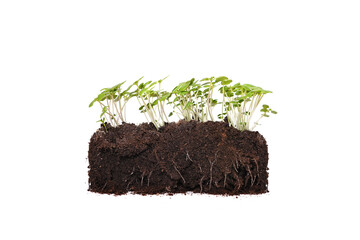 seed ball. Seed bombing. earth balls. nendo dango. Guerrilla gardening.  arugula sprouts. isolated        