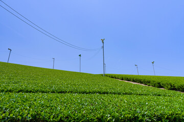 静岡県掛川市東山の茶畑